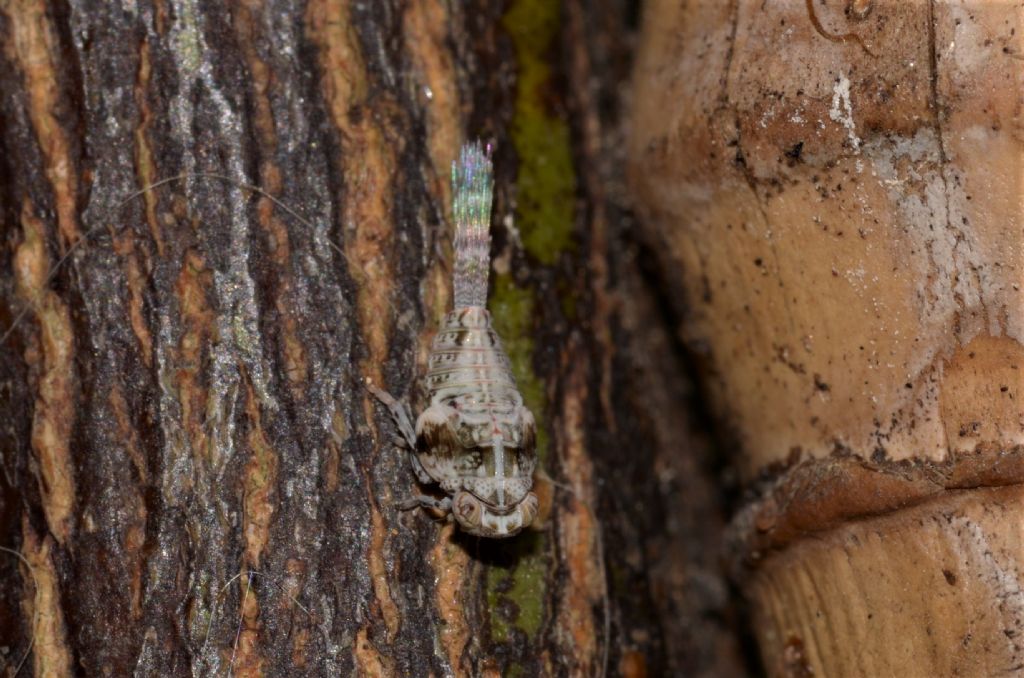 Larva di Issus ?